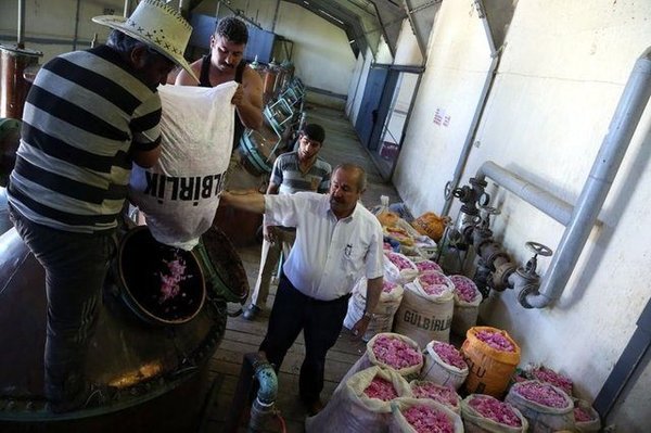 Gül yağının kilogramı 12 bin eurodan satılıyor!