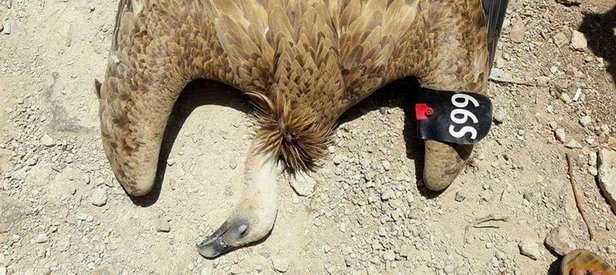Suriye sınırında casus kuş