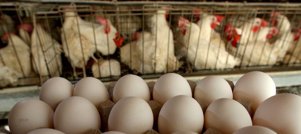 Türkiyede fipronilli yumurta tespit edilmedi
